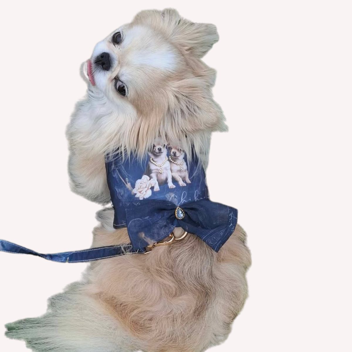 Pettorina Royal Chihuahua Collection con Guinzaglio