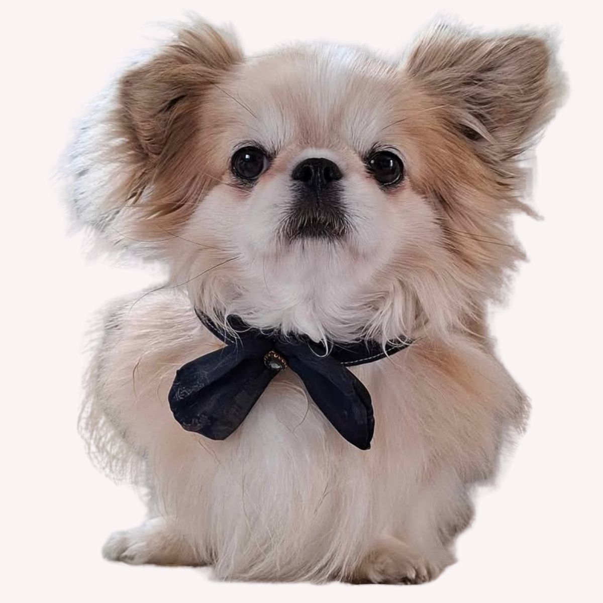 Pettorina Royal Chihuahua Collection con Guinzaglio