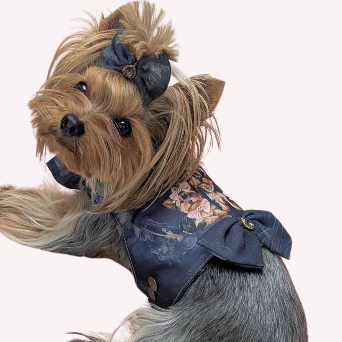 Pettorina Royal Yorkie Collection con Guinzaglio
